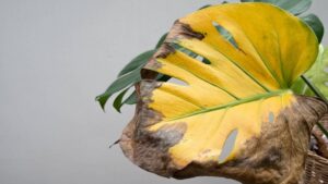 Plantas cafés, negras o amarillas: ¿cómo salvarlas, según un experto?