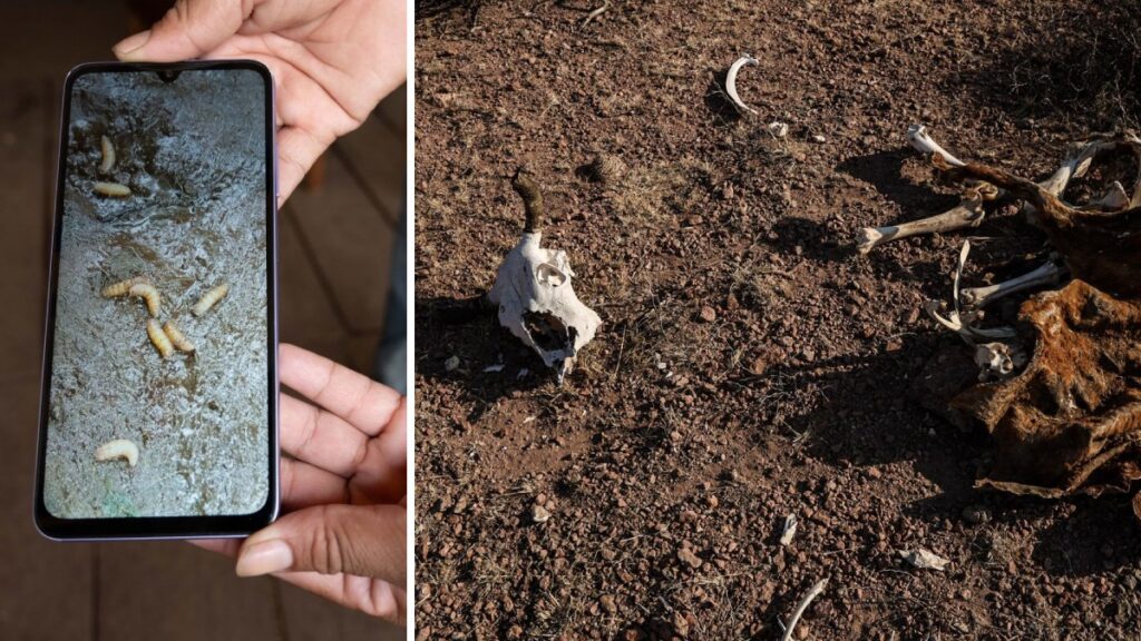 Sequía y gusano barrenador elevan precios de carne de res. Cuartoscuro