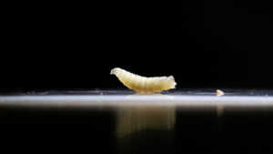 Confirman primer caso humano de gusano barrenador en EE.UU.: “El riesgo a la salud pública es muy bajo”, dicen autoridades