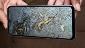 Confirman primer infectado por gusano barrenador en Yucatán