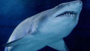 Hombre captura a tiburón con sus manos en playa de Michoacán: VIDEO