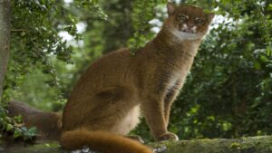 Captan en video por primera vez a un yaguarundí en la Zona Arqueológica de Xochicalco