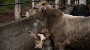 Confirman casos de rabia bovina en Zacatecas; preocupa muerte de ganado