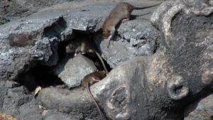 Hallan enorme rata en Reino Unido; similar al tamaño de un gato