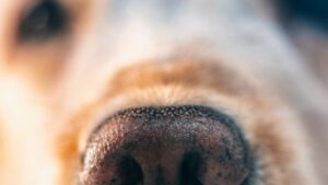 Rescatan a 54 perritos en Nogales, Sonora; vivían en condiciones críticas