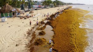 Sargazo ahora es recurso pesquero; podrá ser recolectado en altamar