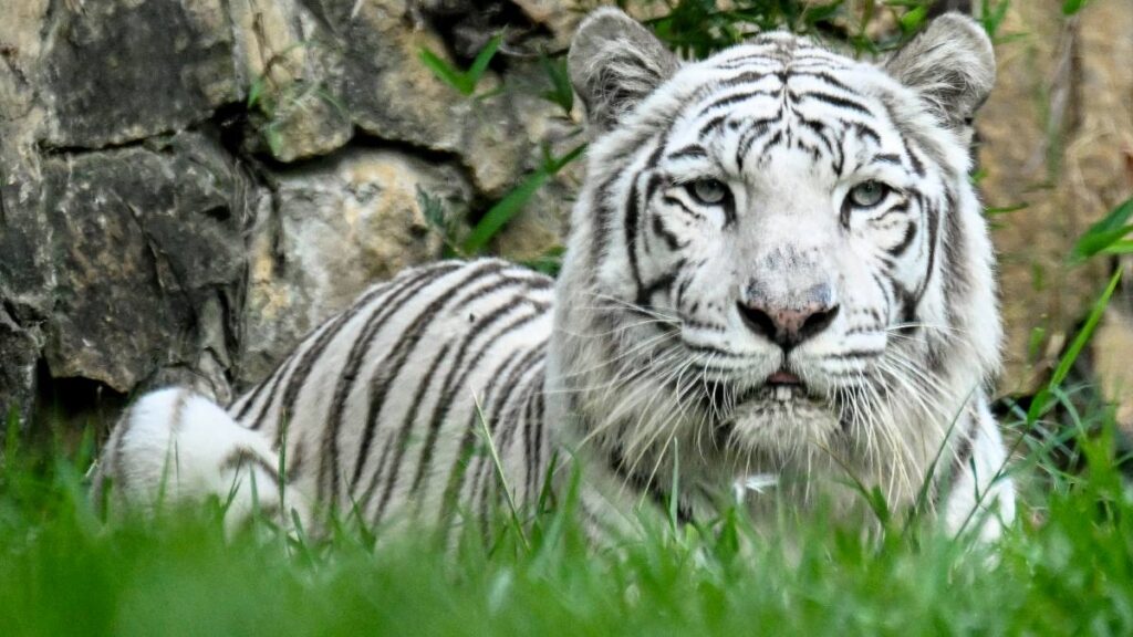 Tigresa Indira Ataque Cria