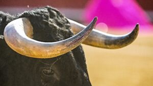 Muere joven forcado de 22 años tras brutal embestida de un toro en Portugal