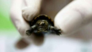 Nace en México ejemplar de la tortuga más pequeña del mundo, mide menos de 10 cm