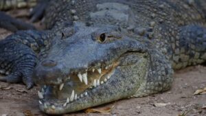 “¡Aguas, córrele!”: turista estuvo a punto de ser mordido por un cocodrilo en Puerto Vallarta