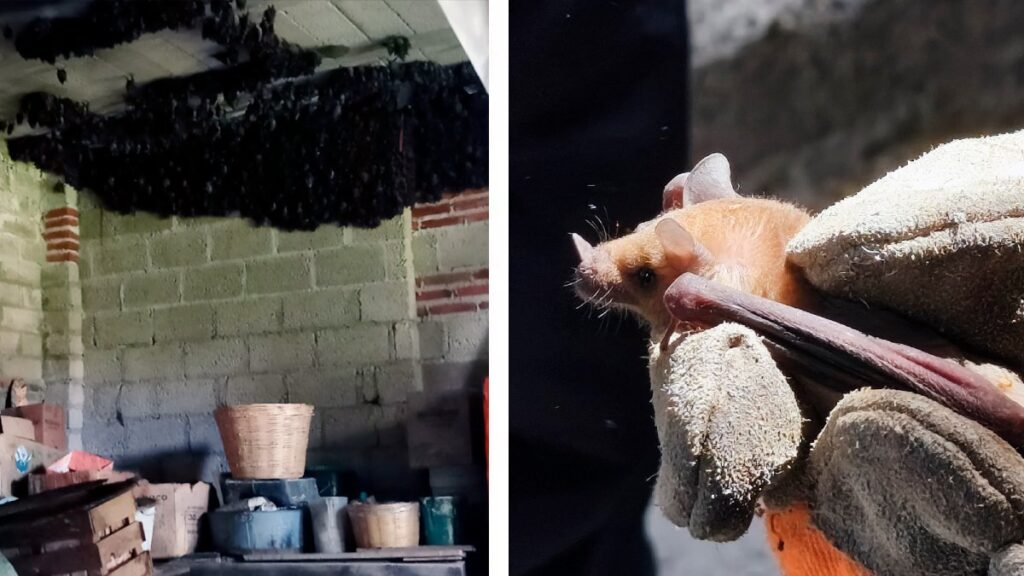 Una “baticueva”: más de 2 mil murciélagos anidan en una casa en Tlaxcala