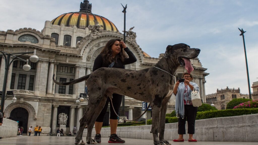 video-enorme-gran-danes-viaja-en-avion-a-vallarta