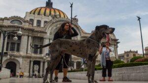 ¿Real o IA? Enorme perro viaja sentado como pasajero en avión