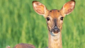 Primero en conejos y ardillas, ahora también en ciervos: reportan extrañas protuberancias