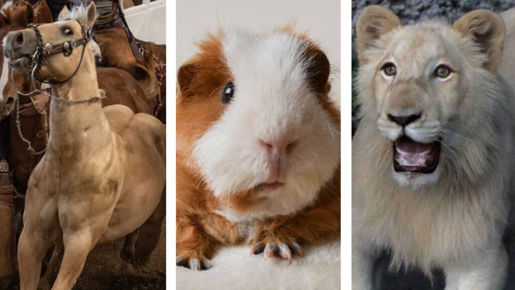 Zoológico de Aalborg tiene normas para recibir animales