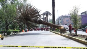 Adiós a las palmeras canarias en CDMX