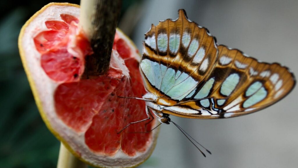 baja-california-sur-vive-un-espectaculo-natural-de-mariposas-amarillas