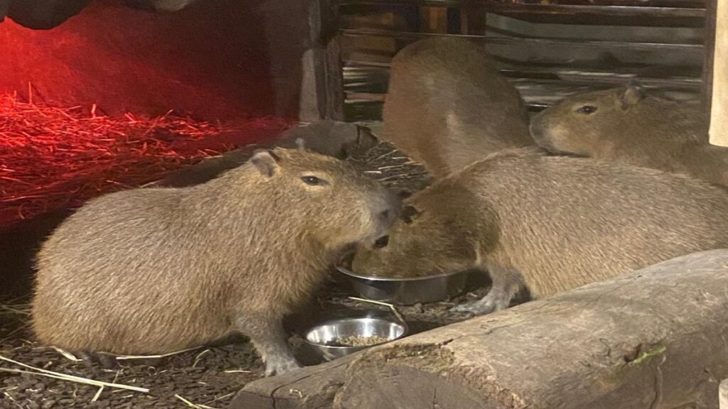 Capibaras