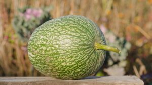 Cómo preparar chilacayote: recetas tradicionales mexicanas dulces y saladas