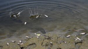 ¡Alerta ambiental! Derrame de chapopote contamina río en Putla, Oaxaca