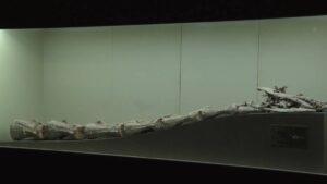 Descubren en Argentina un nuevo cocodrilo que vivió con los últimos dinosaurios