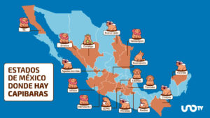 ¡Mira, tía, un capibara! Estados de México donde puedes ver al animal más viral del momento
