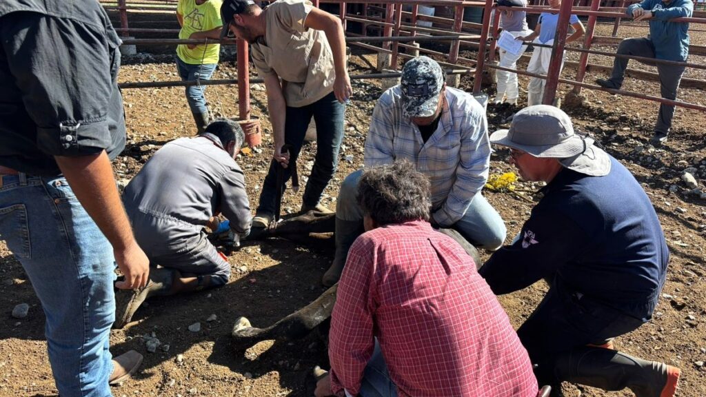 Estados Unidos apoya en caso de gusano barrenador en Nuevo León con trampas