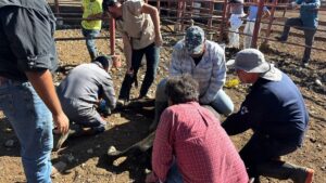 Estados Unidos apoya en caso de gusano barrenador en Nuevo León con trampas