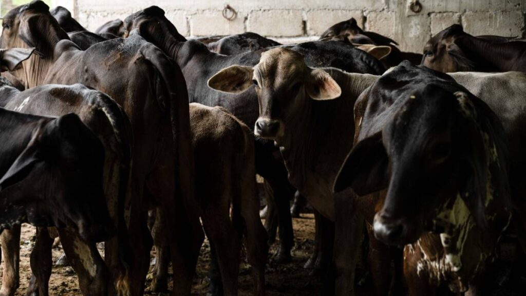 Crecida del Papaloapan arrastra ganado en Cosamaloapan.