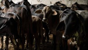 Gusano barrenador llega a la frontera norte y desata crisis ganadera