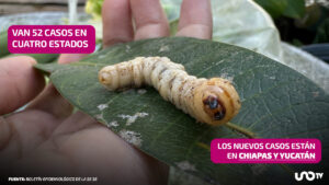 Confirman tres nuevos casos humanos de gusano barrenador en México: dos se encuentran hospitalizados