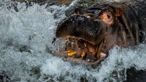 Hipopótamo vuelca barca en Costa de Marfil; 11 desaparecidos, entre ellos un bebé