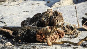 Huracanes como Lorena: ¿cómo afectan a playas, manglares y arrecifes?