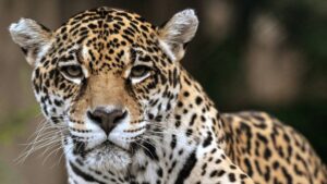 México elige al jaguar como mascota del Mundial: ¿qué tan protegido está este felino en el país?