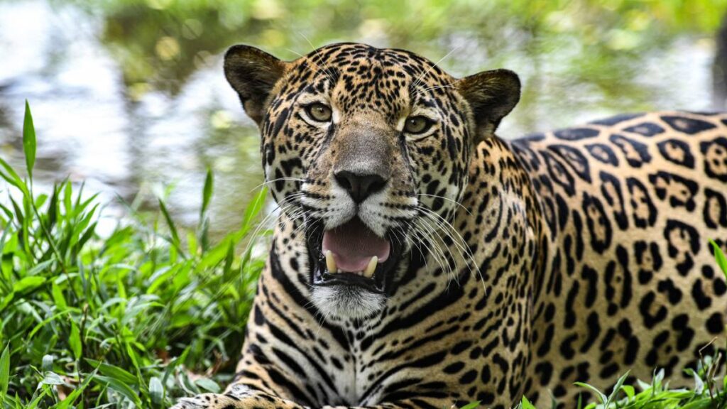 Jaguar Mexico
