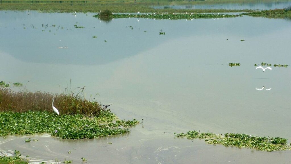 Laguna de Zumpango enfrenta invasión de lirio acuático tras sequía de 2024