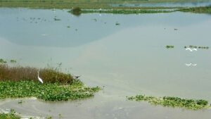 Laguna de Zumpango enfrenta invasión de lirio acuático tras sequía de 2024