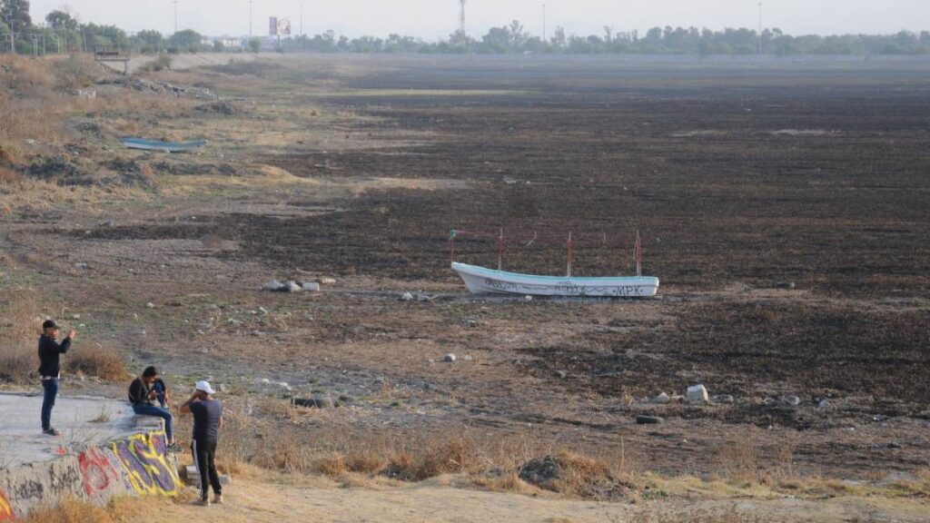 Laguna de Zumpango enfrenta invasión de lirio acuático tras sequía de 2024