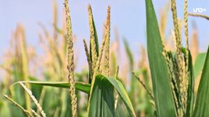 “Smart Corn”, la nueva tecnología que promete más maíz con menos agua en México