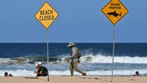 Muere surfista en ataque de tiburón en una playa de Australia; cierran playas de Sídney