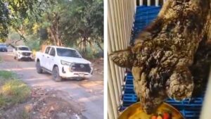 Osa Mina llega a su nueva casa, la Fundación Invictus en Hidalgo