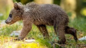 Osa Mina en riesgo: Profepa analiza su traslado por delicado estado de salud