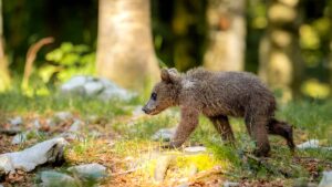 Profepa investiga posible negligencia por estado crítico de osa en Nuevo León