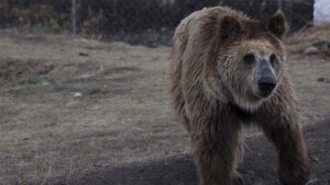 Indigna video de osa al borde de la muerte en el Zoológico La Pastora en Nuevo León