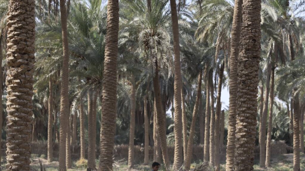 Hombre trepó palmera en Punta Uva, Costa Rica; se quebró el tronco y cayó desde seis metros, según NCR Noticias Costa Rica.