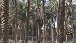 Video: hombre trepa palmera en Costa Rica y cae tras quebrarse el tronco