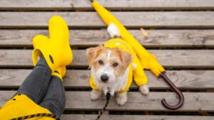 Tips para pasear a tu perro bajo la lluvia de forma segura