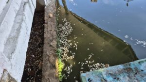 Aparecen miles de peces muertos en la Laguna de las Ilusiones en Villahermosa