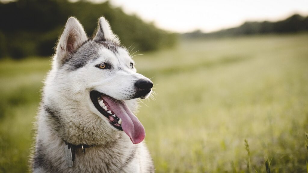 periodistas-y-activista-salvan-a-apolo-perrito-abandonado-en-cdmx