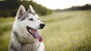 Periodistas y activista salvan a “Apolo”, un perrito abandonado en CDMX; ahora, los quieren demandar